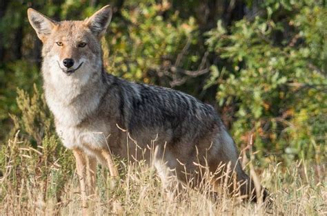 2017 10 The Curious Case Of The Smiling Coyote New Mexico