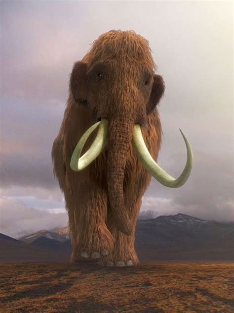 Scientists Considering Creating Elephant Mammoth Hybrid To Battle Poachers Wooly Mammoth