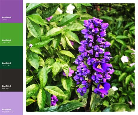 Let your delivery driver know the weekend opening times of the florist so they can collect the flowers in time. At the Brisbane Botanical Gardens; purple nature flower ...