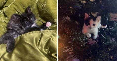 11 Photos With Adorable Kittens Viral Cats Blog