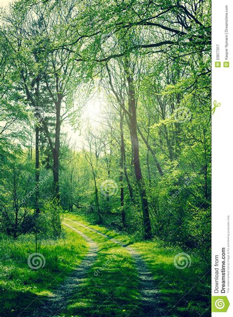 Green Forest With Sunshine Stock Image Image Of Beauty 53977317