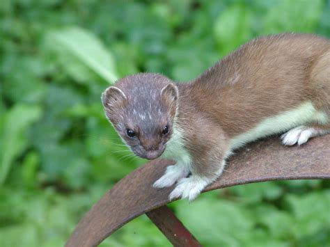 European Stoat At Heidelberg 050910 Zoochat