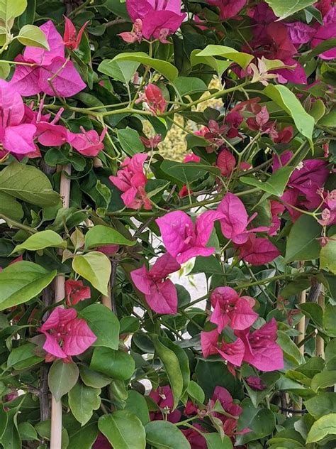 Photo Of The Entire Plant Of Bougainvillea Barbara Karst Posted By