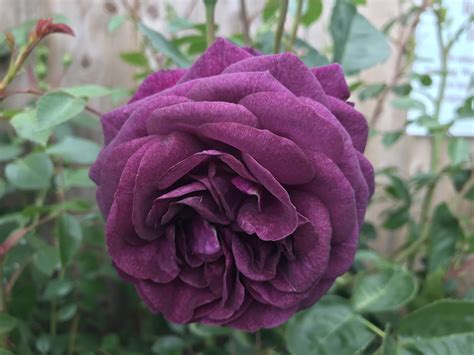 Ebb Tide A Floribunda Rose With A Strong Spicy Scent Rose