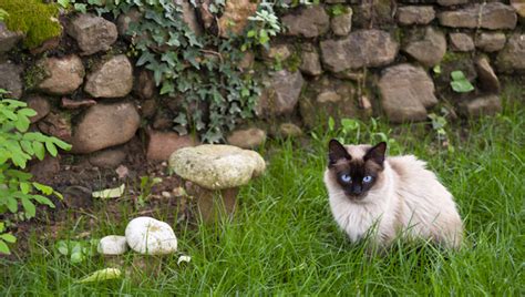 We do this with marketing and advertising partners (who may have their own information they've collected). Can Cats Eat Mushrooms? Are Mushrooms Safe For Cats? - CatTime