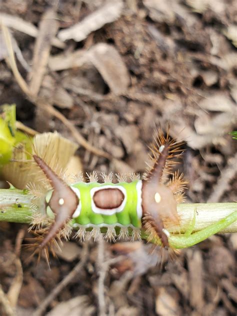 New Find For Me Introducing The Saddleback Caterpillar Rgardening