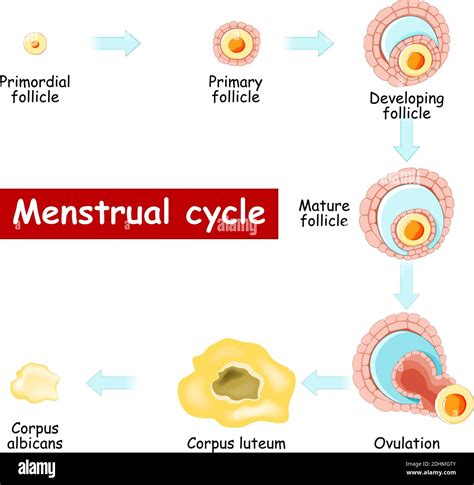Menstrual Cycle Changes In Ovary From Developing Follicle To