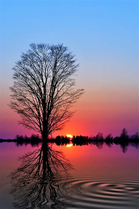 104 Best Trees Reflected In Water Images On Pinterest Beautiful