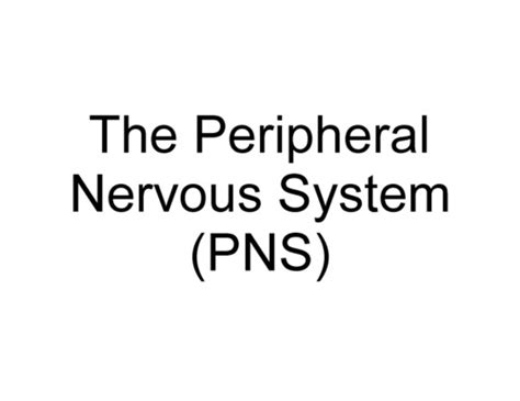 The Peripheral Nervous System Flashcards Quizlet