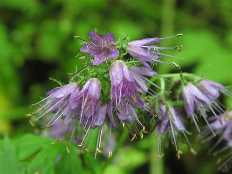 Greenish yellow with orange at base within (nice but hard to see). Virginia Waterleaf ( HYDROPHYLLUM VIRGINIANUM ) #nature # ...