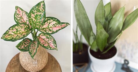 See more ideas about seeds, houseplants, gardening tips. 5 Easy Care Houseplants with Some Air Purifying Abilities