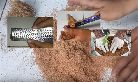 Sebenarnya tak susah kalau tahu cara buat nasi impit sendiri. Cara Buat Cocopeat (Sabut Kelapa Halus) Sendiri Di Rumah ...