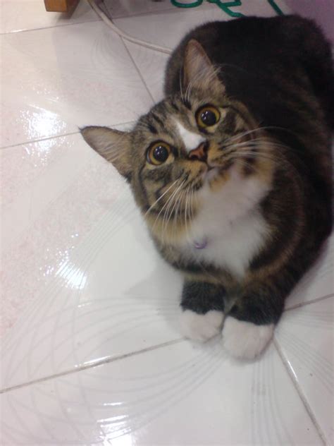 Kucing paling comel di malaysia. Sharz and Catz: CONTEST KUCING PALING COMEL!!!