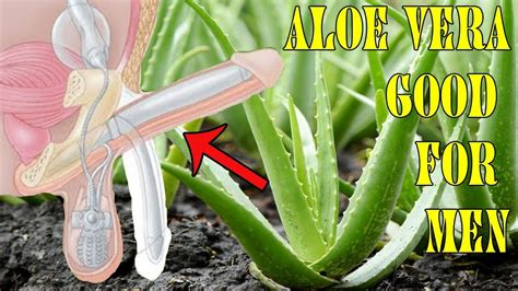 Why Aloe Vera Good For Men Benefits Of Aloe Vera For Male Enhancement