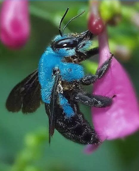 Long Lost Ultra Rare Blue Bee Discovered In Florida Insects