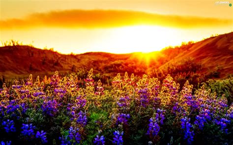 Flowers Lupine Meadow Color Rays Of The Sun Flowers Wallpapers