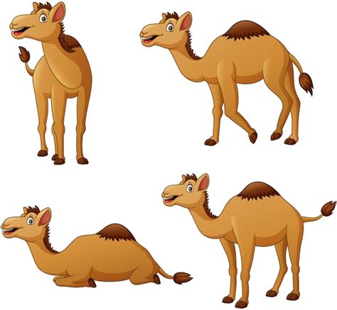 Conjunto De Personaje De Dibujos Animados De Camellos Ilustración Vector Premium