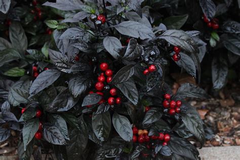 Black Pearl Capsicum Annum Pepper Plant Dan Davis Flickr