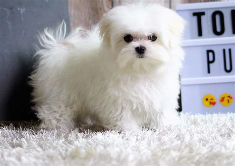 If you have telegram, you can view and join top dog right away. Ace the Teacup Maltese ($3,400) - Top Dog Puppies