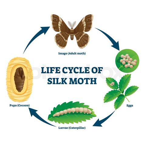 Silk Moth Life Cycle Illustrated Vector Diagram Stock Vector Colourbox