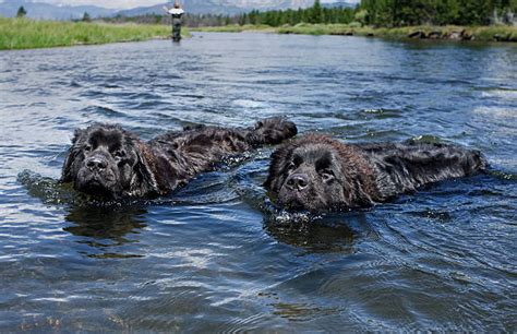 Newfoundland Dog Stock Photos Pictures And Royalty Free Images Istock