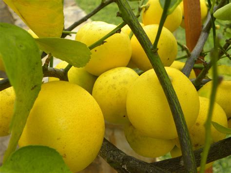 Dianes Texas Garden Lemons