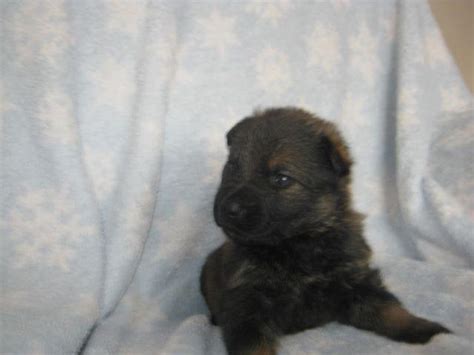 Your purebred german shepherd puppy comes with comfortable health guarantees + lifetime visit our sable german shepherd puppies for sale page to learn more about german shepherd colors and to as of spring 2018, hayes haus now offers german shepherd puppies for sale in michigan. AKC DDR /CZECH GERMAN SHEPHERD PUPPIES for Sale in Howard ...
