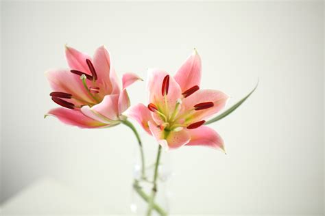 Register to receive trade discounts. Green Leaf and Pink and Red Flower · Free Stock Photo