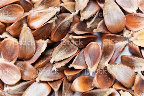 Beechnuts Of A European Beech Tree Stock Photo Download Image Now