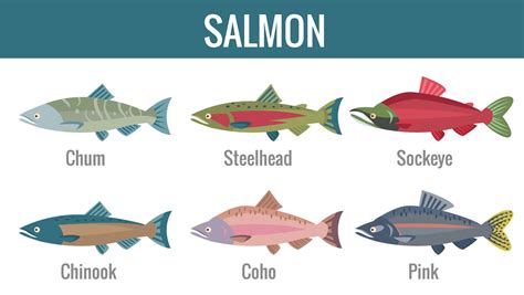 The 6 Types Of Salmon All You Need To Know