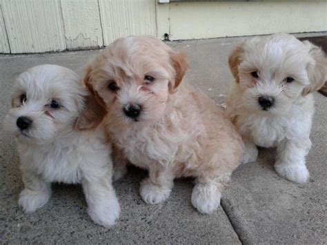 Maltipoo dogs for sale in california. Adorable Maltipoo Puppies for Sale in Sacramento ...