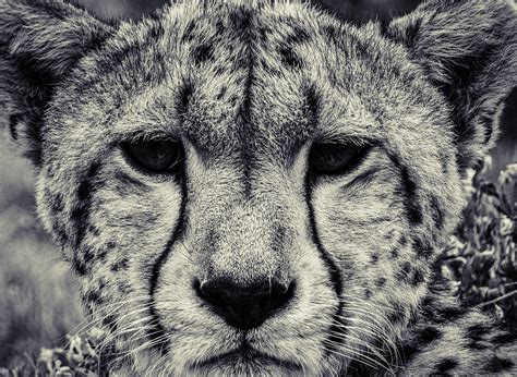 I Am Cheetah Photograph By Elie Wolf Fine Art America
