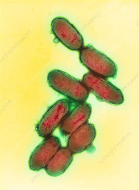 Yersinia Pestis Plague Bacteria Stock Image B2201009 Science