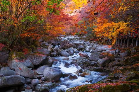 Golden Fall Forest And Stream Stock Photo Image 46581962