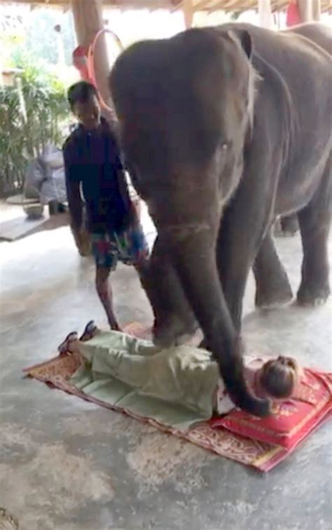 Elephant Massage Video Circulates But The Practice Is Really Cruel