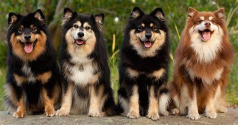 Finnish lapphunds are generally a very healthy breed of dog and do not suffer from a great number of hereditary ailments. Finnish Lapphund - Dog Breed Information and Images - K9 ...
