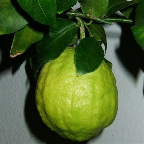 A small citrus tree, citrus medica. Buy Citron Seeds Online - Rarexoticseeds