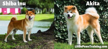 The akita for your next furry friend? Shiba Inu vs Akita: Complete Comparison between the Two ...