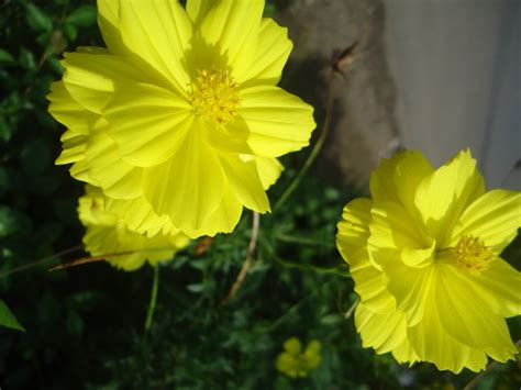 Kenikir,, contoh daun kenikir,, daun kenikir dan asam urat,, manfaat rebusan daun kenikir dan seledri,, fungsi daun kenikir,, gambar daun kenikir,, guna daun kenikir,, khasiat daun kenikir,, jus. WALLPAPER BUNGA KENIKIR KUNING ROMANTIS - Rumah Daun Muda