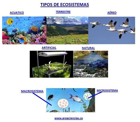 Ecosistemas Tipos De Ecosistemas Y Conservación De Los Ecosistemas
