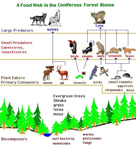 Diagram Of Food Web In Coniferous Forest So When Im A Teacher