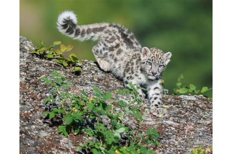 15 Amazing Snow Leopard Facts Snow Leopard Pictures