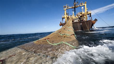 Pesca Industrial Reduce Operaciones En Y Teme Por Futuro De Pymes