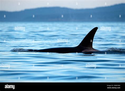 A Transient Orca Whale Or Killer Whale On The Water Surface In Orcinus