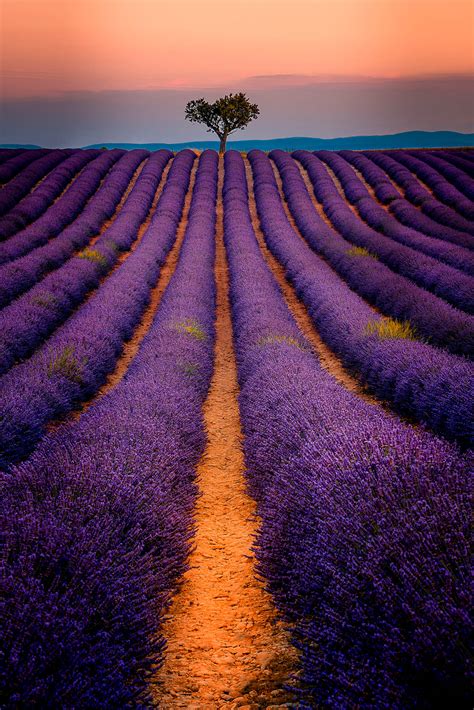 Lavender Fields In Valensole Provence A Beautiful Morning