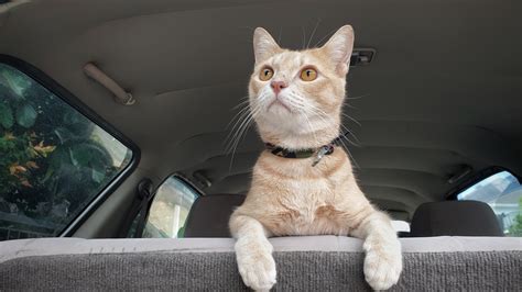 Need To Take A Road Trip With A Cat Heres What You Need To Know