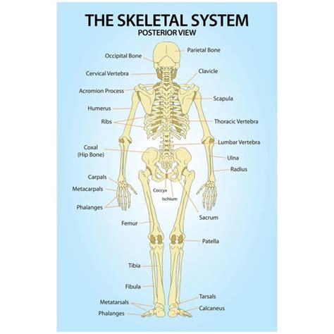 Skeletal System Posterior View Anatomy Print Poster 13x19