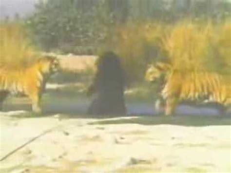 Tigres X Urso Dois Tigres Lutando Contra Um Urso YouTube
