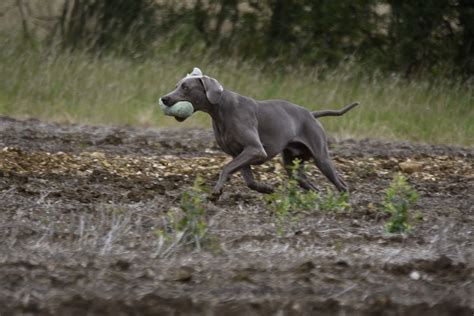 Gallery The Weimaraner Association