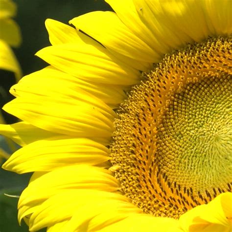 Sunflower Fields Draw Nature Lovers To Poolesville Video And Photos